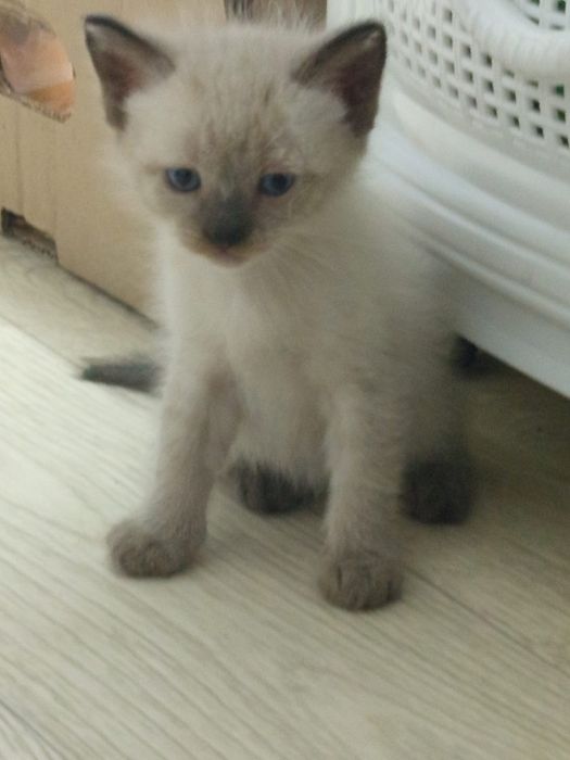 Сиамские котята! Милашки!