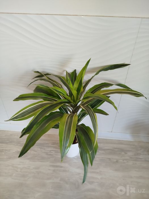 Dratsenna Limon Laym