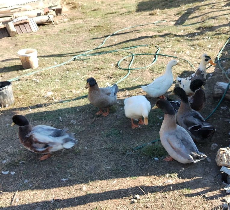 Rățoi de vânzare