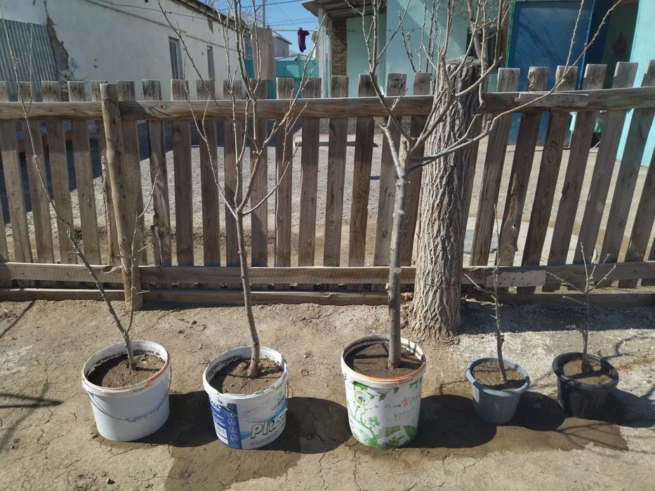 Жиде кошет Букарски жиде.1-2-3-жылдык.1-2-3-жылдык.