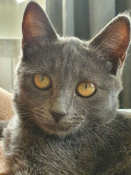 Котят в добрые руки