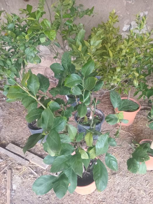 Портокал  сорт   Навел