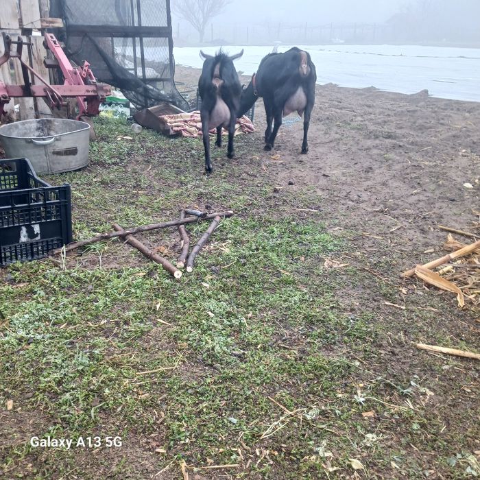 Vind capre murciano granadina rasă pură