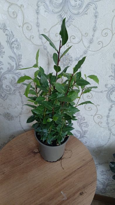 Комнатные растения