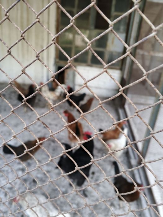 товуклар пародали