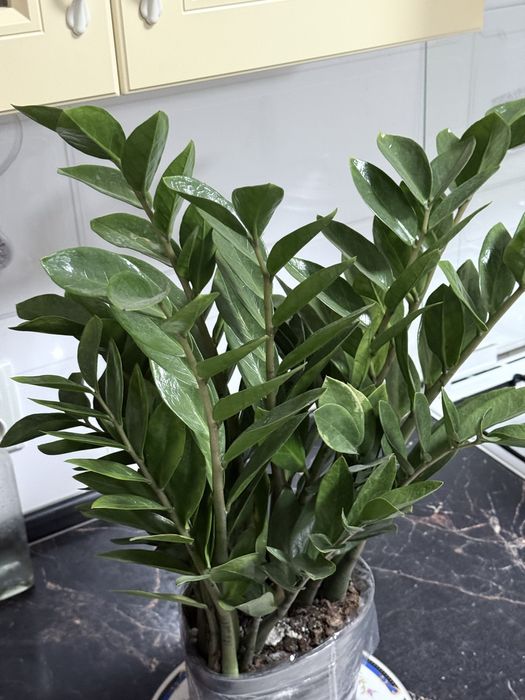 Долларовое дерево