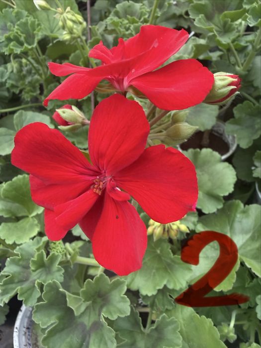 Пеларгониум мушкато Pelargonium – разцъфнало, здраво вкоренено растение ярки цветове (червено, розово, бяло) цветя за балкон, тераса, саксии и градина