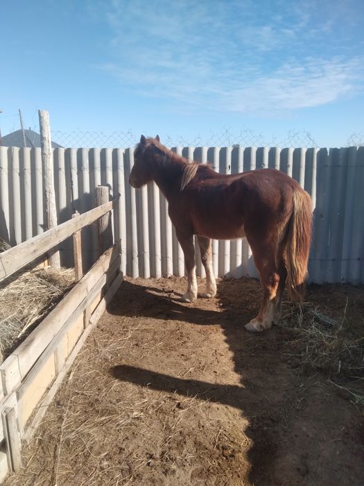 Мінгі аиғыр сатылады
