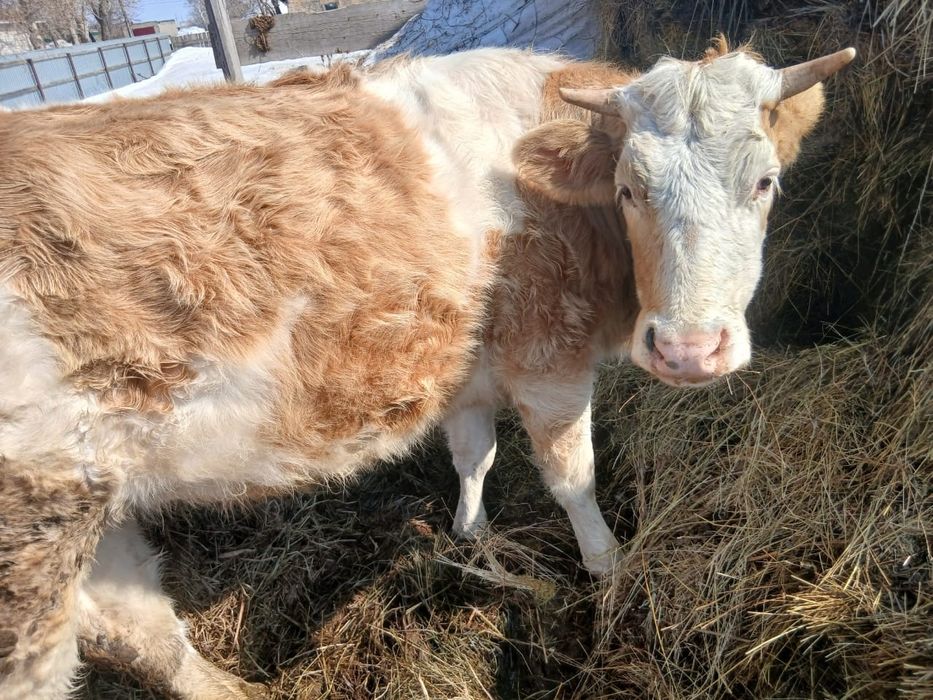 Телочка и бычок .