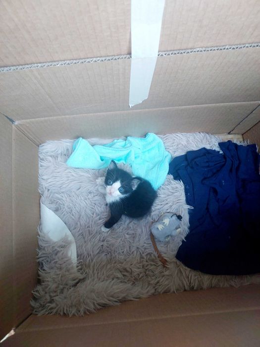 Малко котенце търси любящ дом