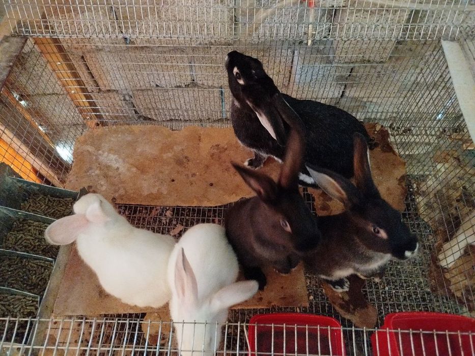 Кролики породисты Куёнлар сотилади