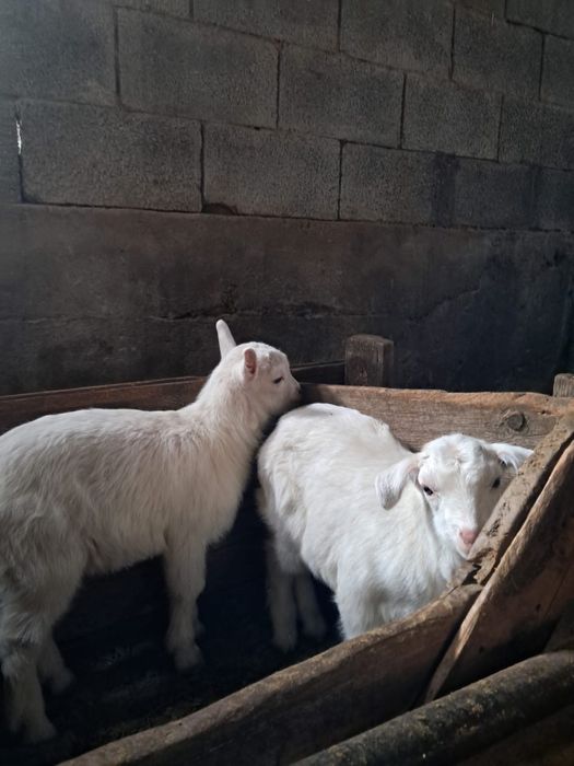 Бір айлық еркек лақтар