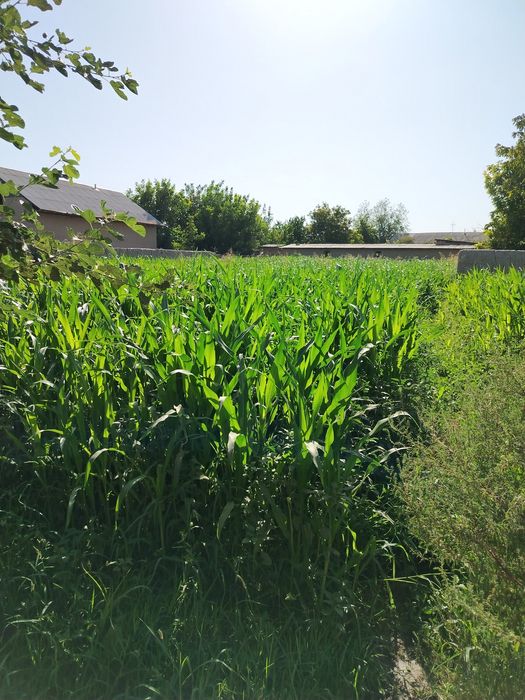 Dakumentdan muammo yuq