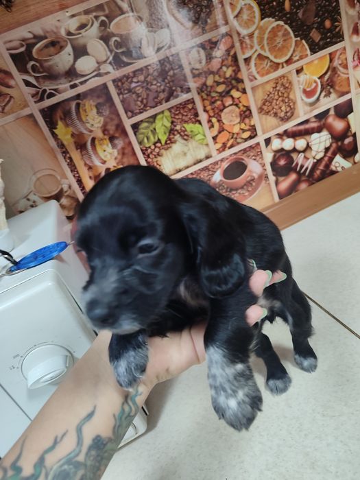 Продам спаниель щенят