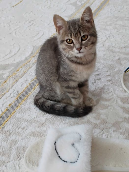 Котёнок девочка бесплатно в добрые руки