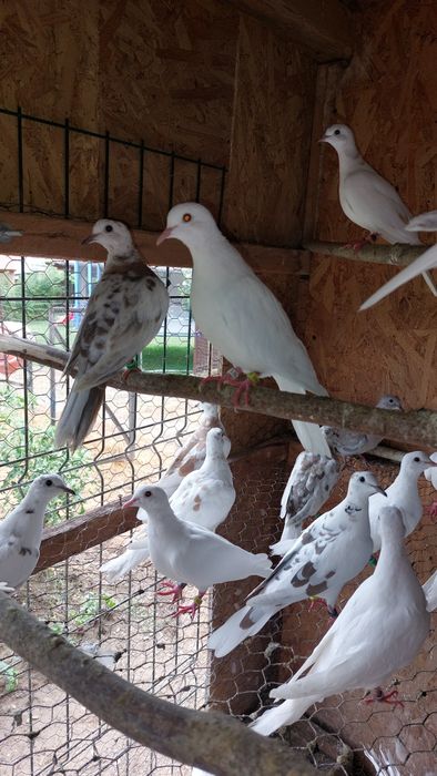 Turturele Râzătoare ... Cucuruzi