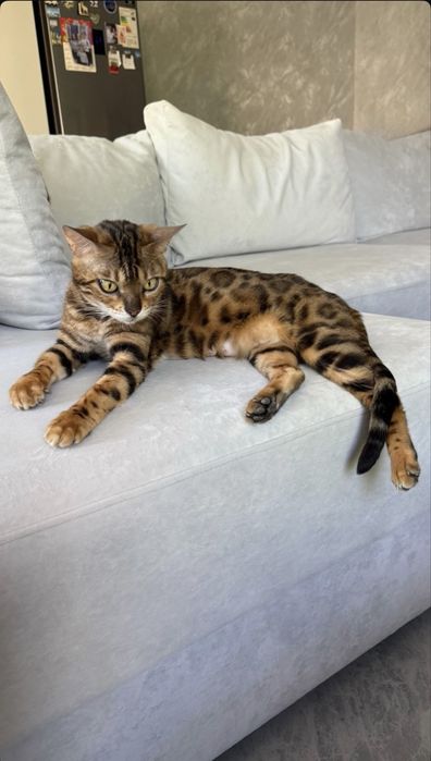 Бенгальские котята