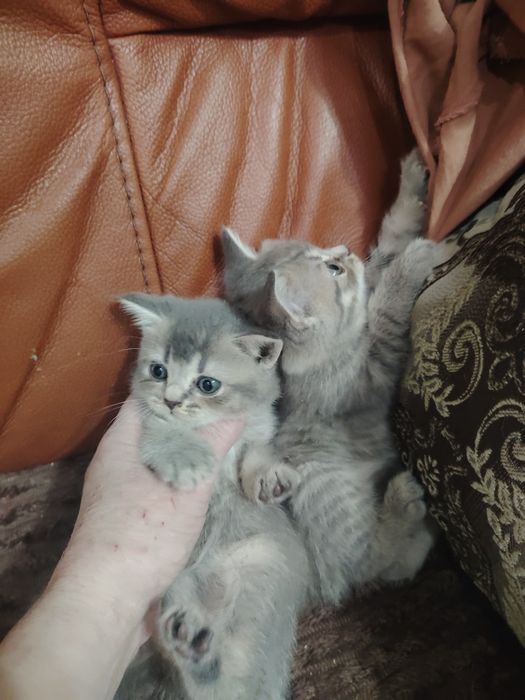 Очень милые малыши