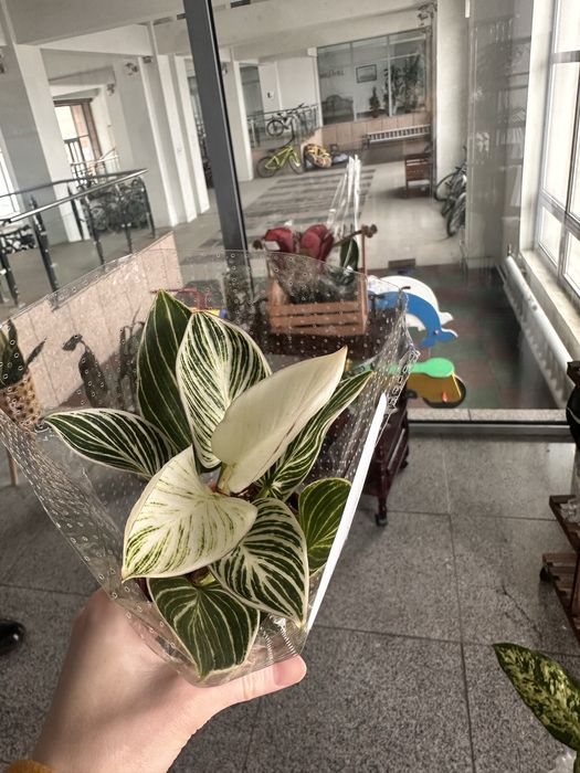 Папоротник, аглаонема, хедера, филодендрон