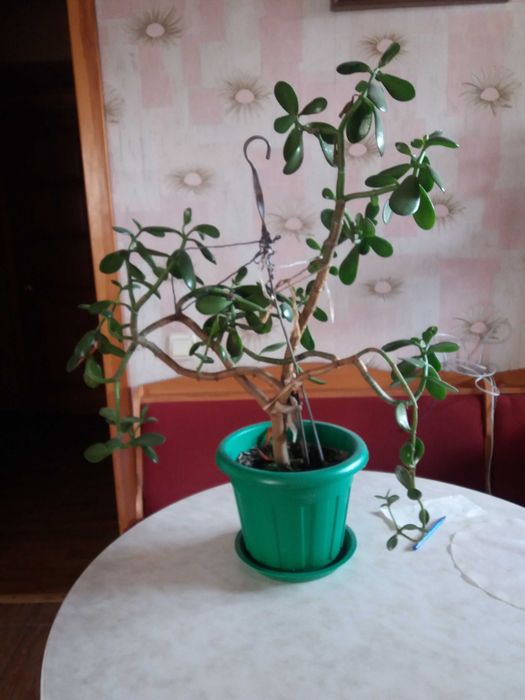 Продам комнатные цветы