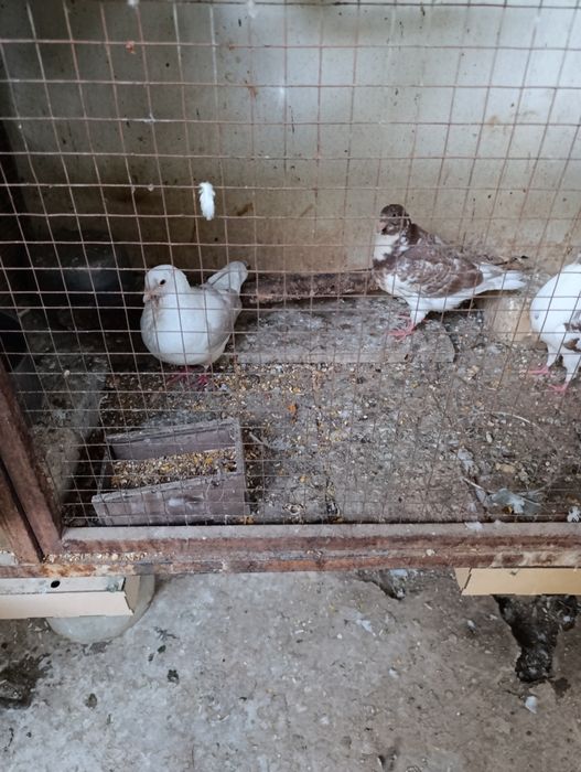 Голуби кинги 1+1 и малыш всех отдам оптом