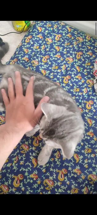 Британский котенок