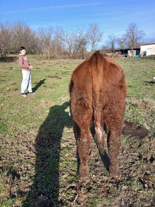 Vitei,vitele,juninci