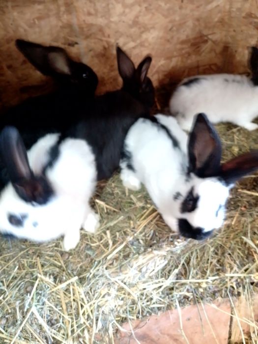 Se vinde tot efectivul