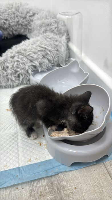 Котенок, очень любвеобильный