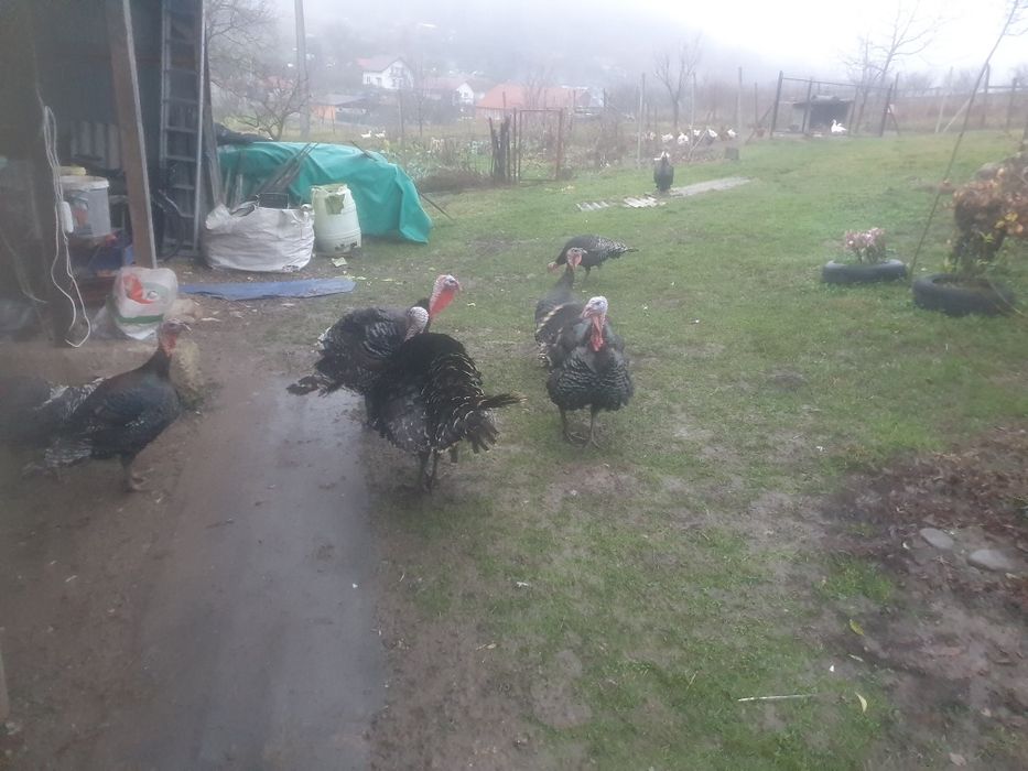 Vînd Curcani crescuți la curte