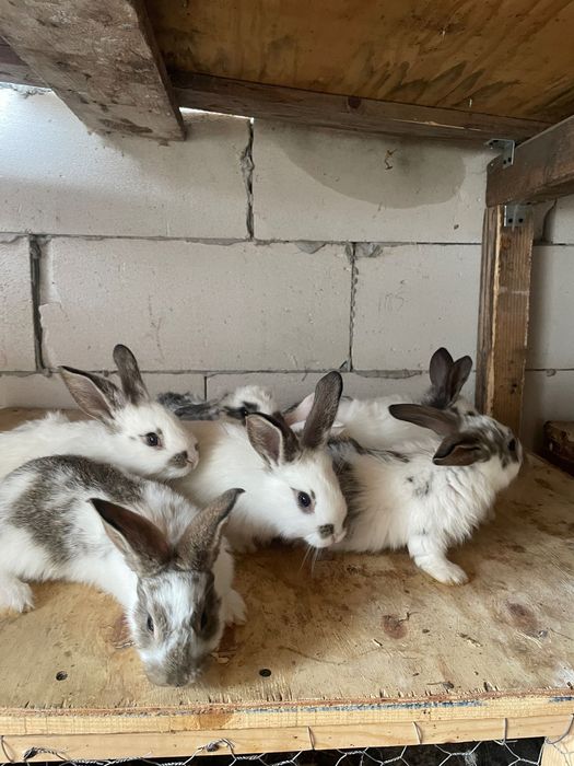 Iepurași metis de fluture