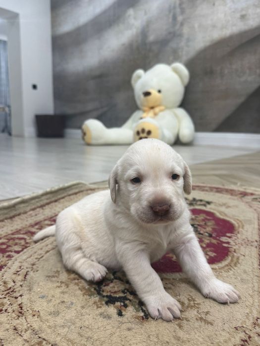 Продам щенков лабрадора