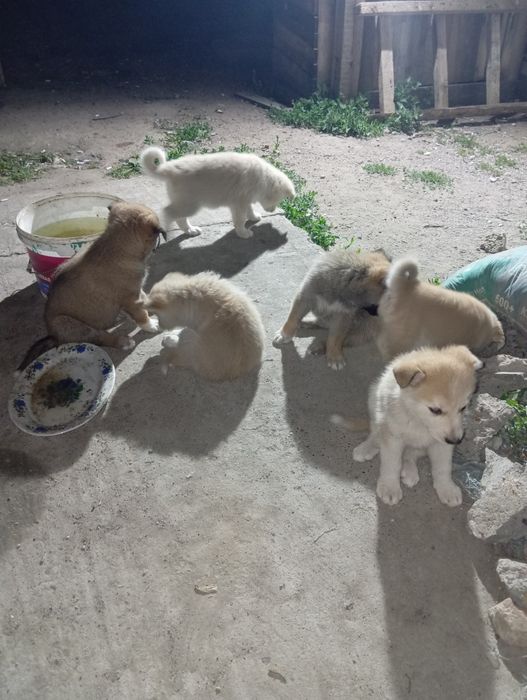 Отдам в добрые руки