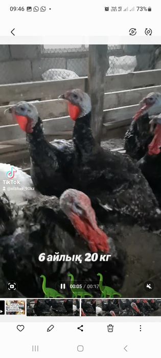 Индук ундік Индюк