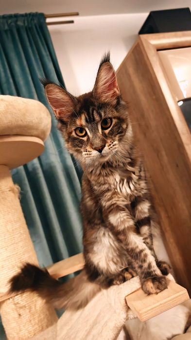 Fetiță Maine Coon cu pedigree