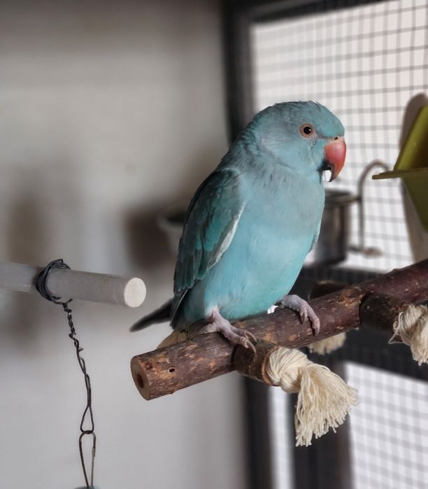 Papagal Micul Alexandru + colivie