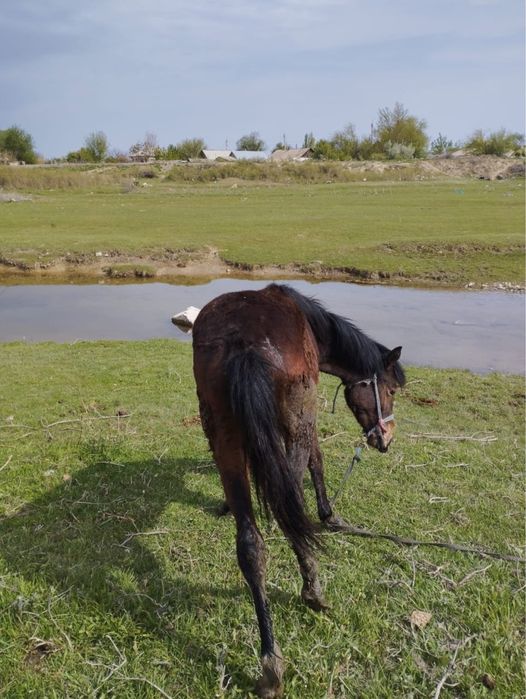 Ұрғашы тай сатылады