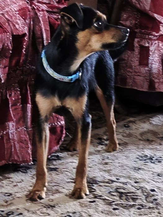 Продам собачку мальчик Тойчика возраст 10 месяцев