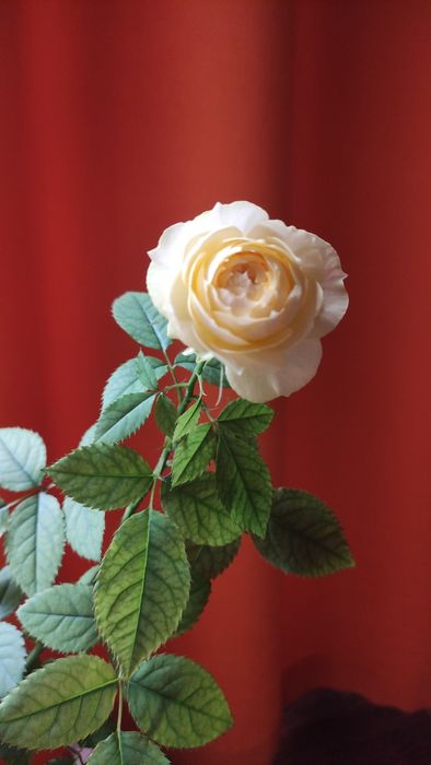 Продам черенок домашней розы