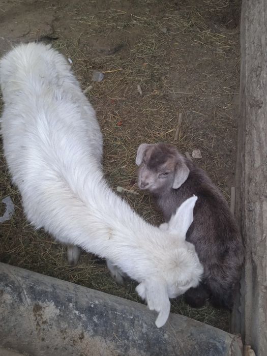 Ешкы сатылады козы