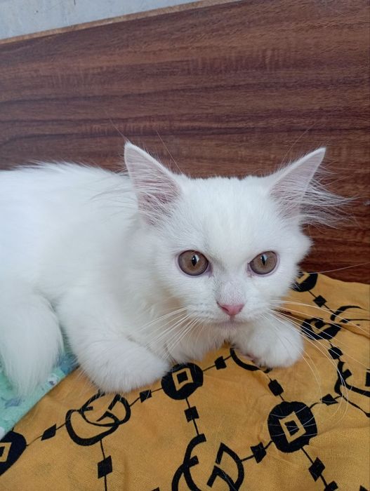 Белоснежный котёнок мальчик 4 мес.