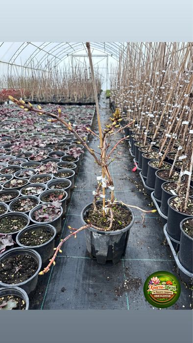 Хортензия Катерлива