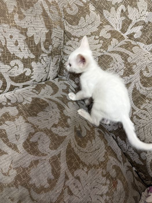 Кошечка 3 месяца