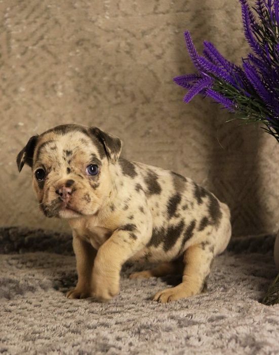 Шикарные породные бульдожки