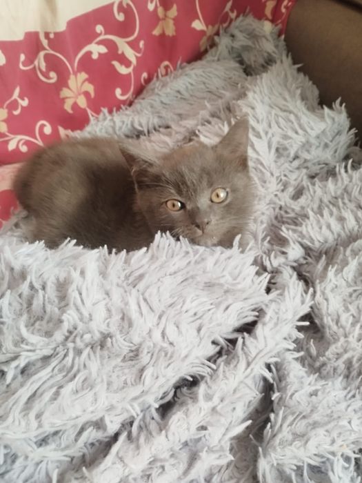 Отдам котят в добрые руки.