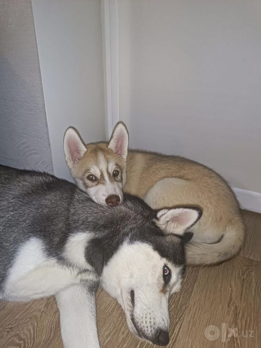 Xaski sotladi bolasi ulguring kam qoldi !