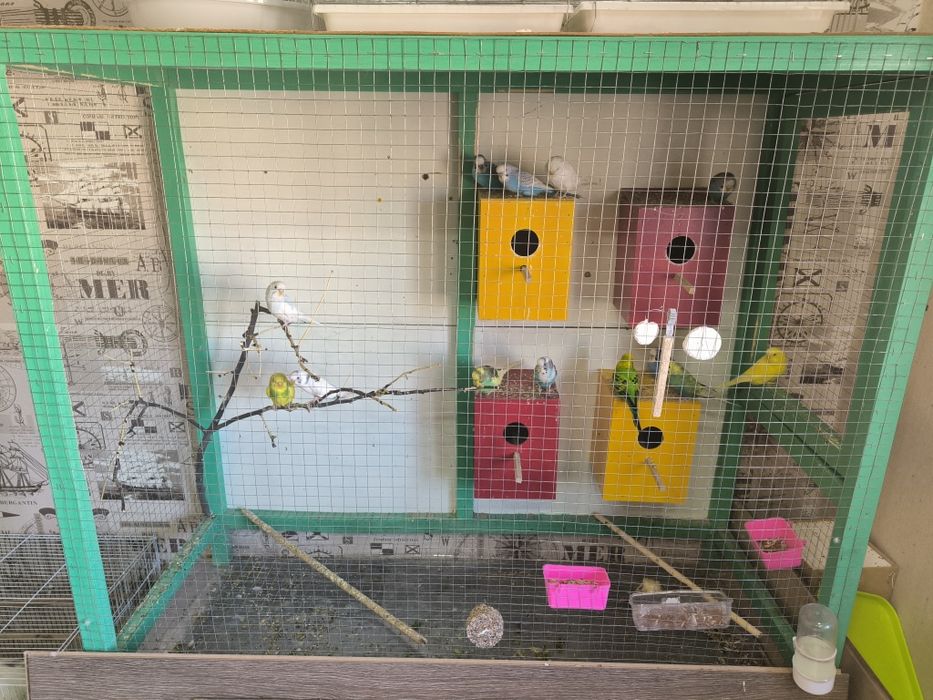 Попугаи волнистые и корелла