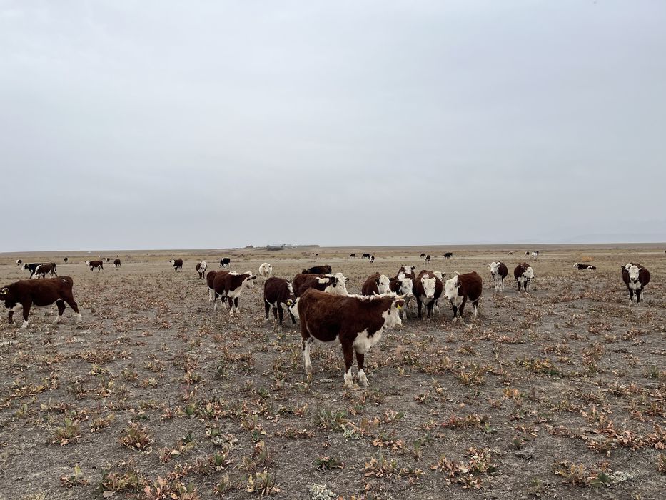 Буаз Акбастар племенной