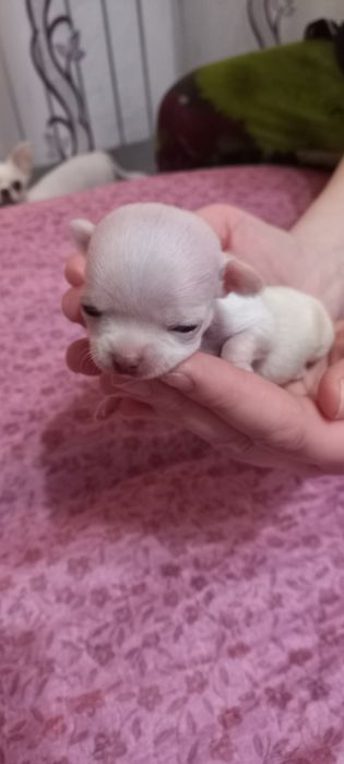 Щенки   чихуахуа