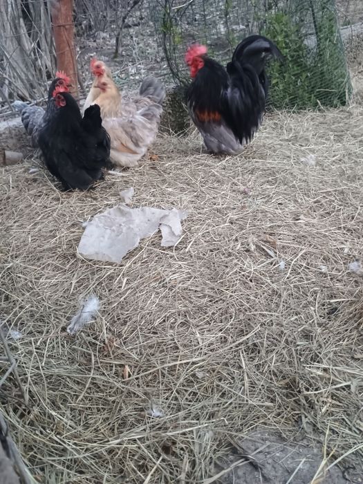 Mii de flori 2+1 și bantham 4+1